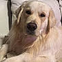 dog, golden_retriever, pet, animal, indoor, couch, white, fur, relaxed, portrait, closeup, canine, mammal, domestic_animal, resting, companion, house, living_room, cute, friendly