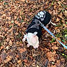 Red participe au concours pour gagner de l'argent avec cette photo : animal, autumn_leaves, black_jacket, brown_leaves, canine, daylight, dog, fall, forest_floor, greenery, leash, leaves, nature, outdoor, paw_print, pet, seasonal, sniffing, walking, white_dog