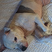Red participe au concours pour gagner de l'argent avec cette photo : animal, bed, bedspread, canine, comfort, cute, dog, domestic, ears, fur, indoor, lying_down, mammal, paws, pet, relaxation, resting, sleepy, snout, white