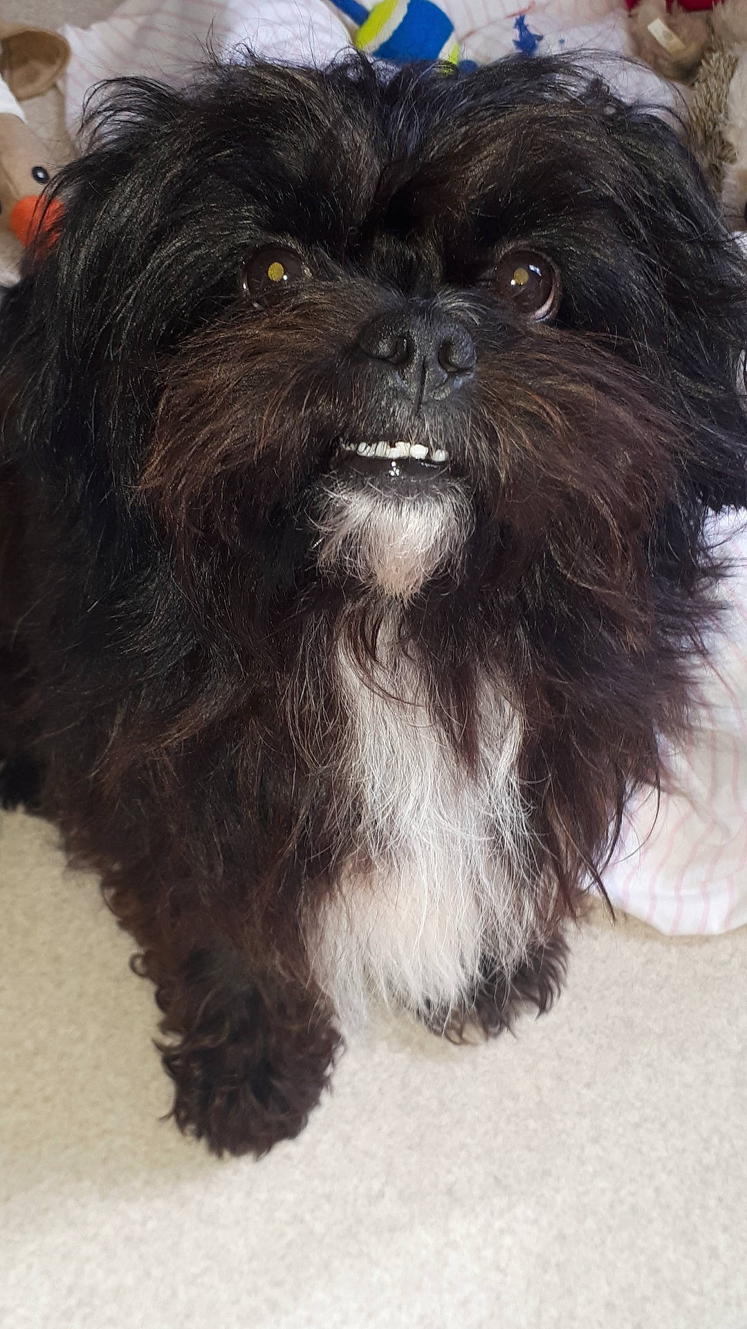 Pépito a rejoint le concours — aidez-le/la à gagner de superbes lots ! canidae, carnivore, companion_dog, dog, dog_breed, dog_supply, fawn, fur, liver, non_sporting_group, shih_tzu, snout, sporting_group, terrestrial_animal, toy_dog, whiskers, working_animal