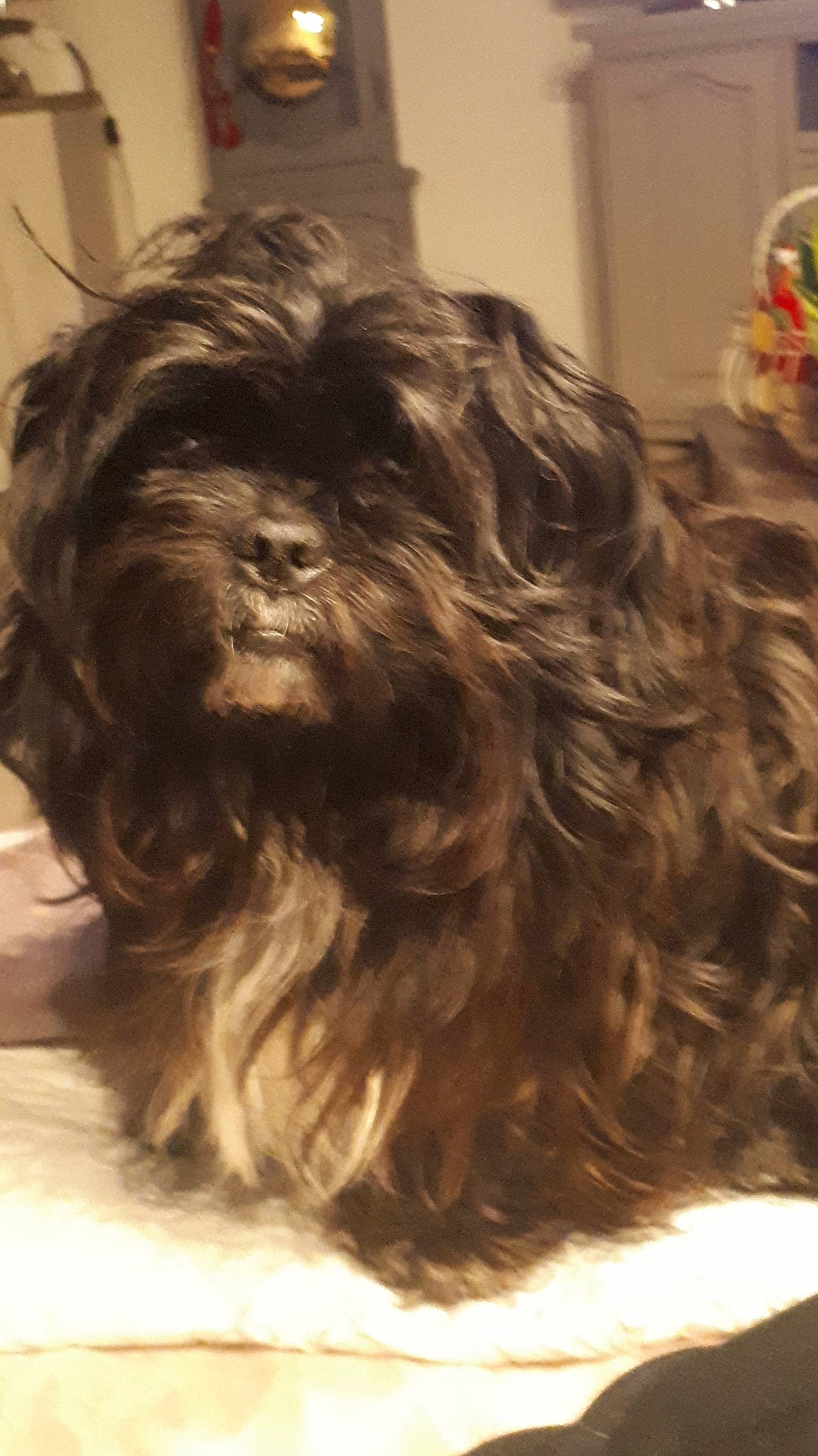 Pépito participe au concours pour gagner de l'argent avec cette photo : building, canidae, carnivore, companion_dog, dog, dog_breed, flooring, fur, hardwood, liver, maltepoo, natural_material, non_sporting_group, shih_tzu, small_terrier, terrier, toy_dog, water_dog, wood, working_animal