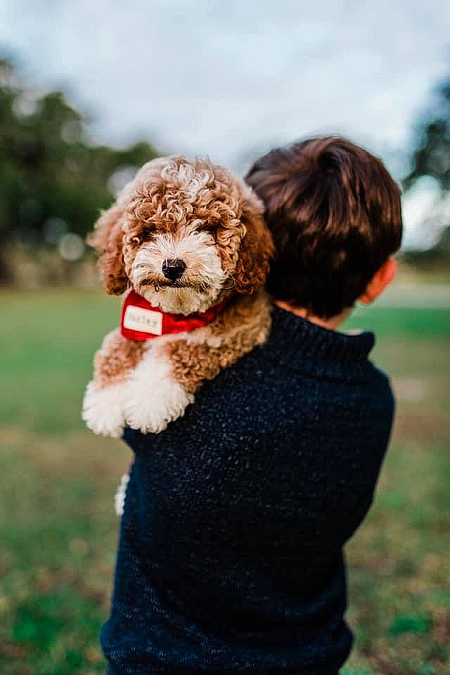 Huxley joined the competition — help win amazing prizes! canidae, carnivore, cloud, companion_dog, dog, dog_breed, dog_collar, fawn, fur, gesture, grass, happy, liver, poodle, sky, snout, sporting_group, toy_dog, water_dog, working_animal
