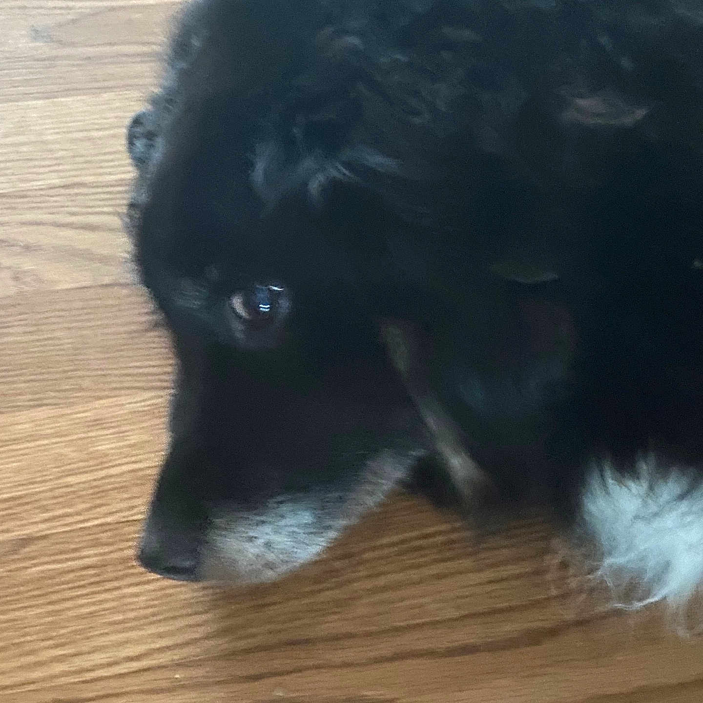 Sadie