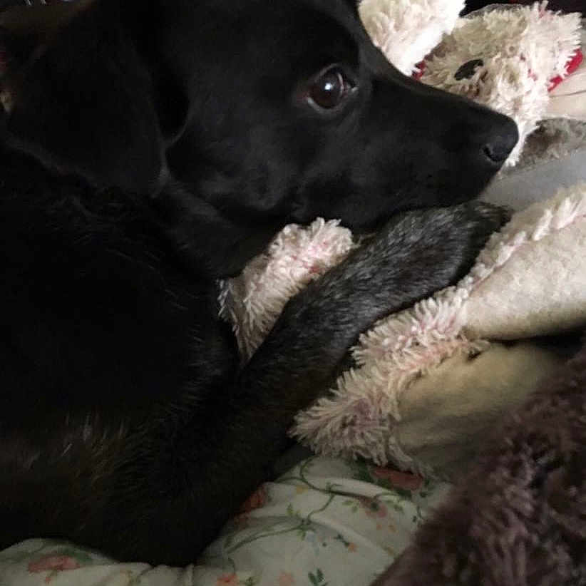 Sophie joined the competition — help win amazing prizes! animal, ball, blanket, canine, couch, cushion, dog, furniture, homedecor, hound, labradorretriever, person, pet, pointer, puppy, sleeping, snout, sport, tennis, tennisball