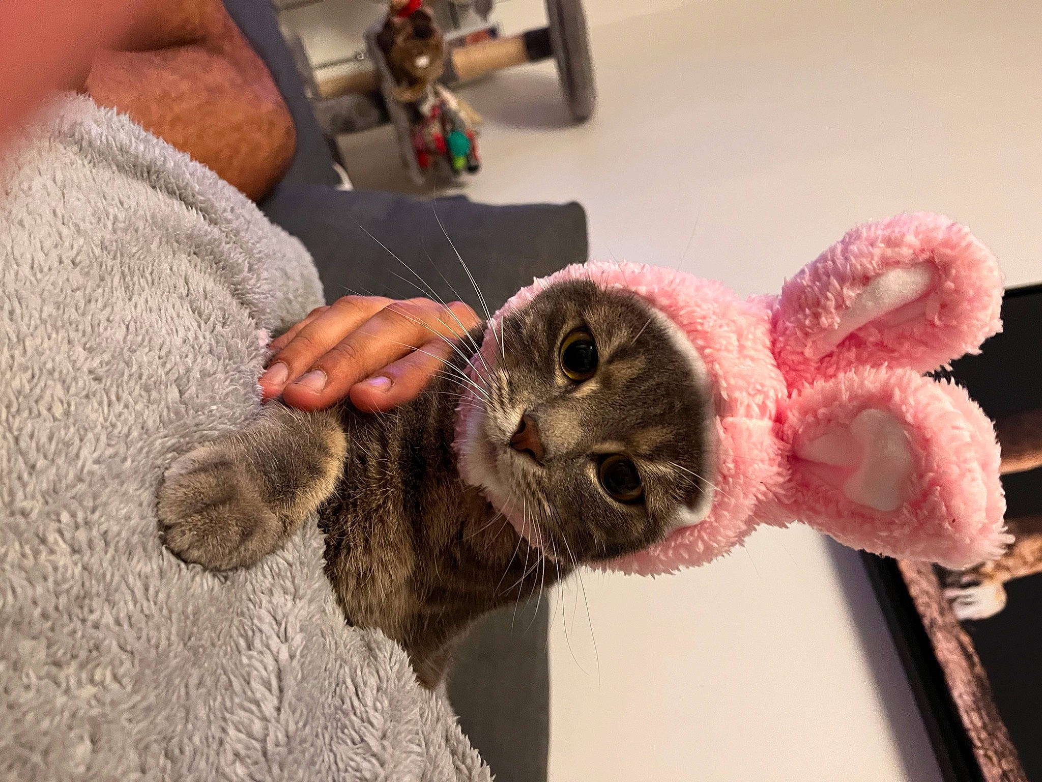 Kitty participe au concours pour gagner de l'argent avec cette photo : art, cap, craft, creative_arts, finger, fur, glove, hand, machine, magenta, nail, pattern, plush, snout, stuffed_toy, thread, visual_arts, wool, woolen, wrist