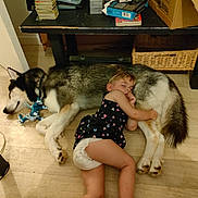 Thor participe au concours pour gagner de l'argent avec cette photo : child, dog, sleeping, floor, toy, table, books, box, wooden_floor, indoor, resting, black_and_white_dog, puppy, young_child, peaceful, cozy, hugging, relaxed, furniture, home