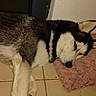dog, husky, sleeping, resting, pink_cushion, floor, tile, indoors, pet, animal, fur, black_and_white, ears, nose, paw, cute, relaxed, domestic_animal, companion, quiet