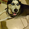 dog, siberian_husky, blue_eyes, pet, indoor, floor, tile_floor, chair, animal, canine, lying_down, looking_up, happy, smiling, ears_up, collar, fur, paw, domestic_animal, house