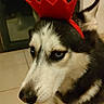 dog, husky, pet, animal, elf_hat, blue_eyes, indoor, tiled_floor, reflection, black_and_white_fur, festive, holiday, costume, ears, canine, looking_down, house, domestic, cute, portrait