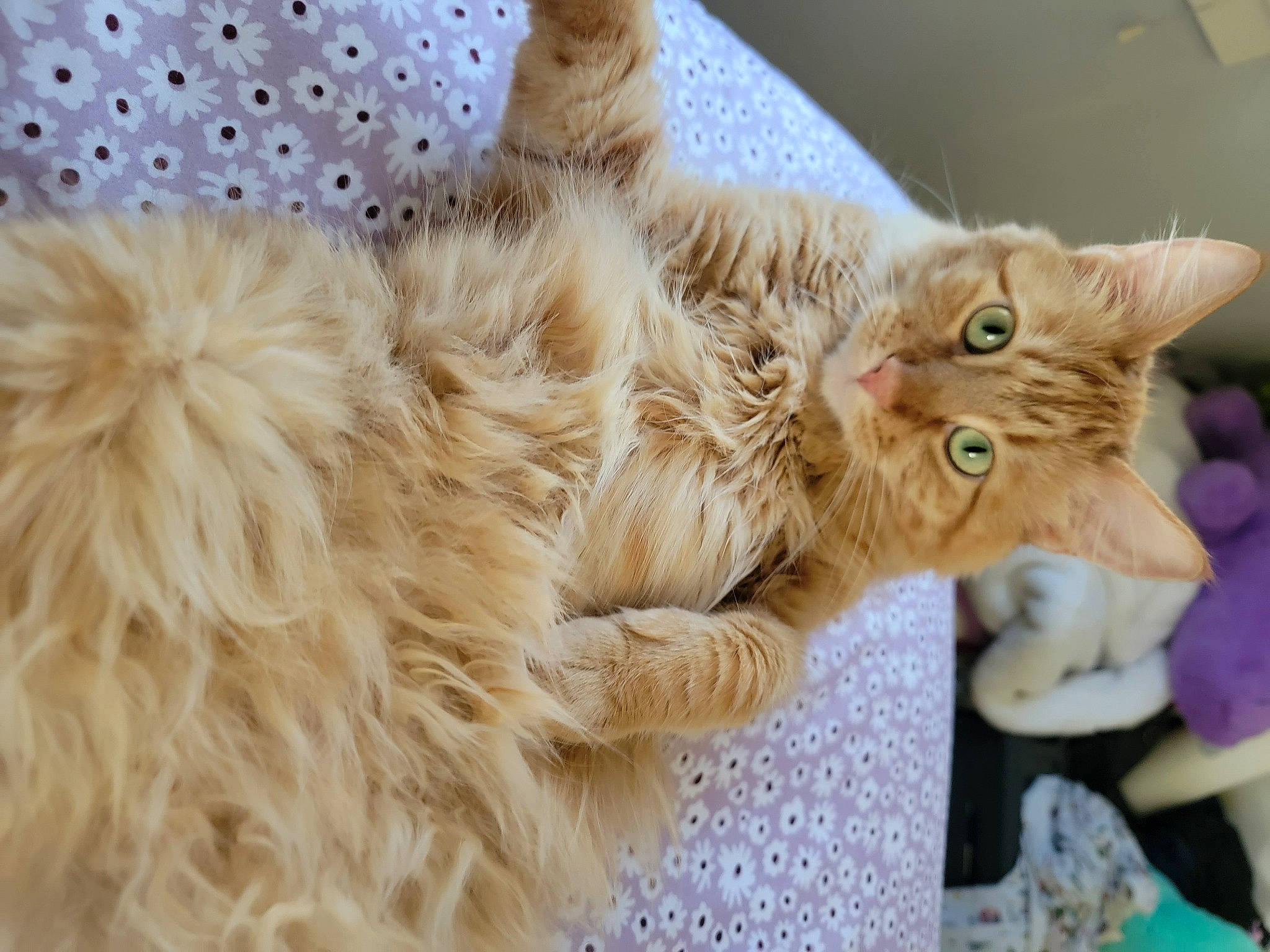 Cheese is registered to the contest to win money with this photo: carnivore, cat, claw, comfort, domestic_short_haired_cat, event, fawn, felidae, fur, paw, small_to_medium_sized_cats, snout, tail, whiskers