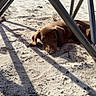 Winston joined the competition — help win amazing prizes! puppy, dog, brown, sand, outdoor, sunlight, shadow, metal_bars, resting, cute, animal, nature, daylight, young_dog, pet, playground, relaxed, curious, ground, canine