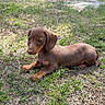 puppy, dog, dachshund, grass, outdoor, pet, animal, brown, cute, young, ears, canine, nature, sunlight, lying_down, small, adorable, fur, ground, daylight