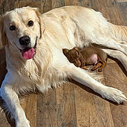 Winston joined the competition — help win amazing prizes! dog, golden_retriever, puppy, dachshund, floor, wooden_floor, pet, animal, laying_down, cute, snuggling, companions, indoor, fur, tongue, happy, relaxed, domestic, friendship, mammal