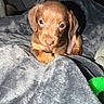 Winston is registered to the contest to win money with this photo: puppy, dog, brown, blanket, cozy, soft, pet, cute, animal, indoor, toy, curious, young, fur, small, snuggle, portrait, looking, face, nose