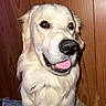 dog, golden_retriever, pet, animal, canine, tongue_out, happy, indoor, wooden_wall, fur, cute, domestic_animal, mammal, portrait, sitting, friendly, companion, nose, ears, smile