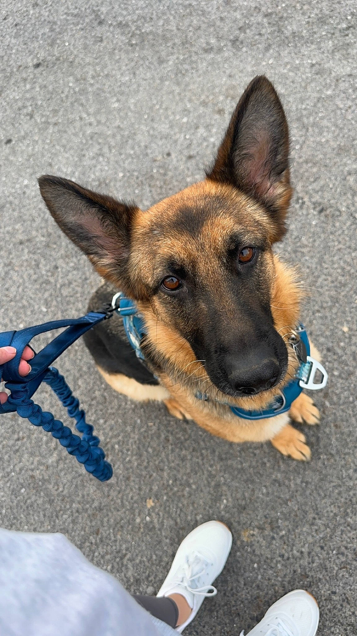 Remi is registered to the contest to win money with this photo: belgian_shepherd_malinois, canidae, carnivore, collar, companion_dog, dog, dog_breed, east_european_shepherd, electric_blue, fawn, foot, herding_dog, snout, sporting_group, terrestrial_animal, walking_shoe, working_animal, working_dog