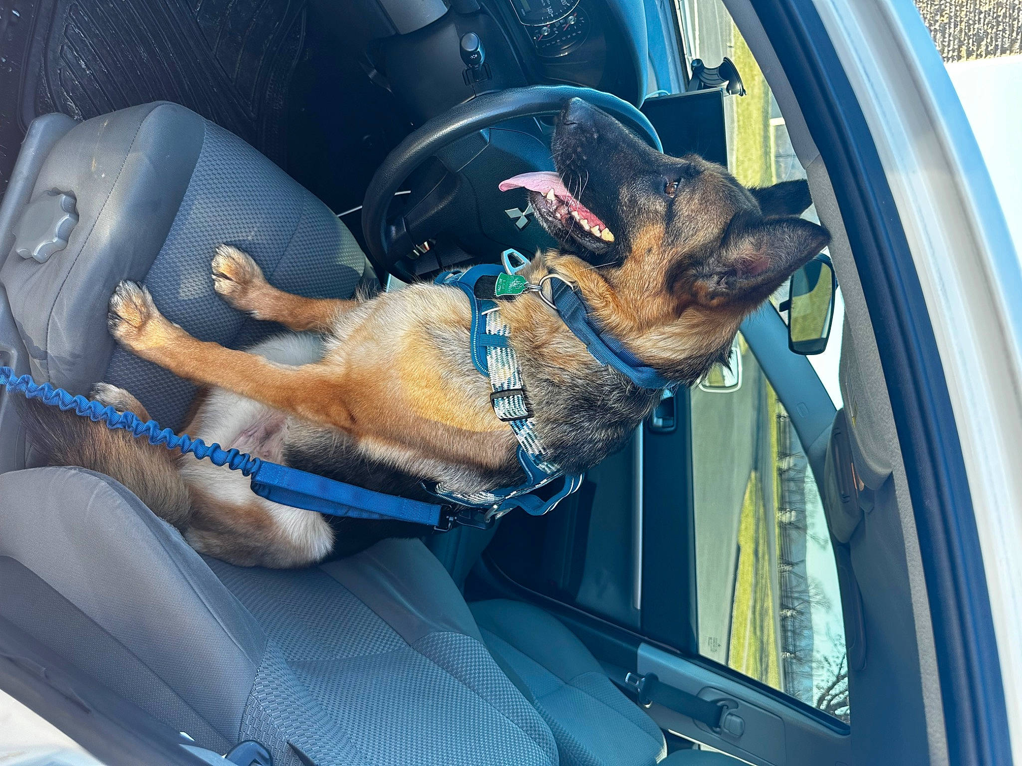 Remi joined the competition — help win amazing prizes! auto_part, automotive_exterior, automotive_mirror, automotive_window_part, car, carnivore, collar, companion_dog, dog, dog_breed, electric_blue, family_car, fawn, motor_vehicle, personal_luxury_car, sporting_group, vehicle, vehicle_door, windscreen_wiper, windshield