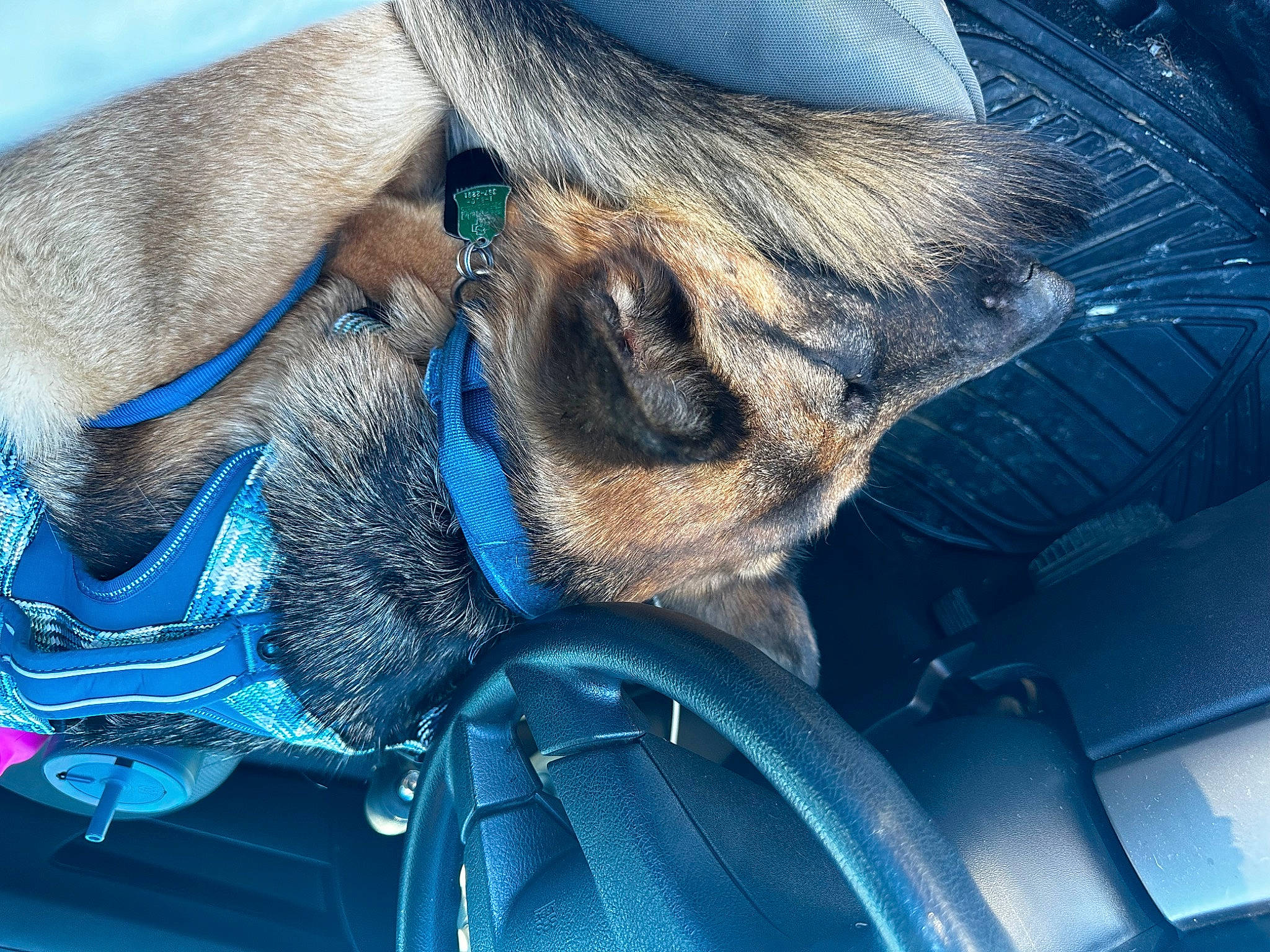 Remi joined the competition — help win amazing prizes! auto_part, automotive_design, automotive_exterior, automotive_lighting, carnivore, dog, dog_breed, electric_blue, eyewear, fawn, hood, motor_vehicle, personal_luxury_car, snout, sporting_group, vehicle, vehicle_door, whiskers, window, windshield