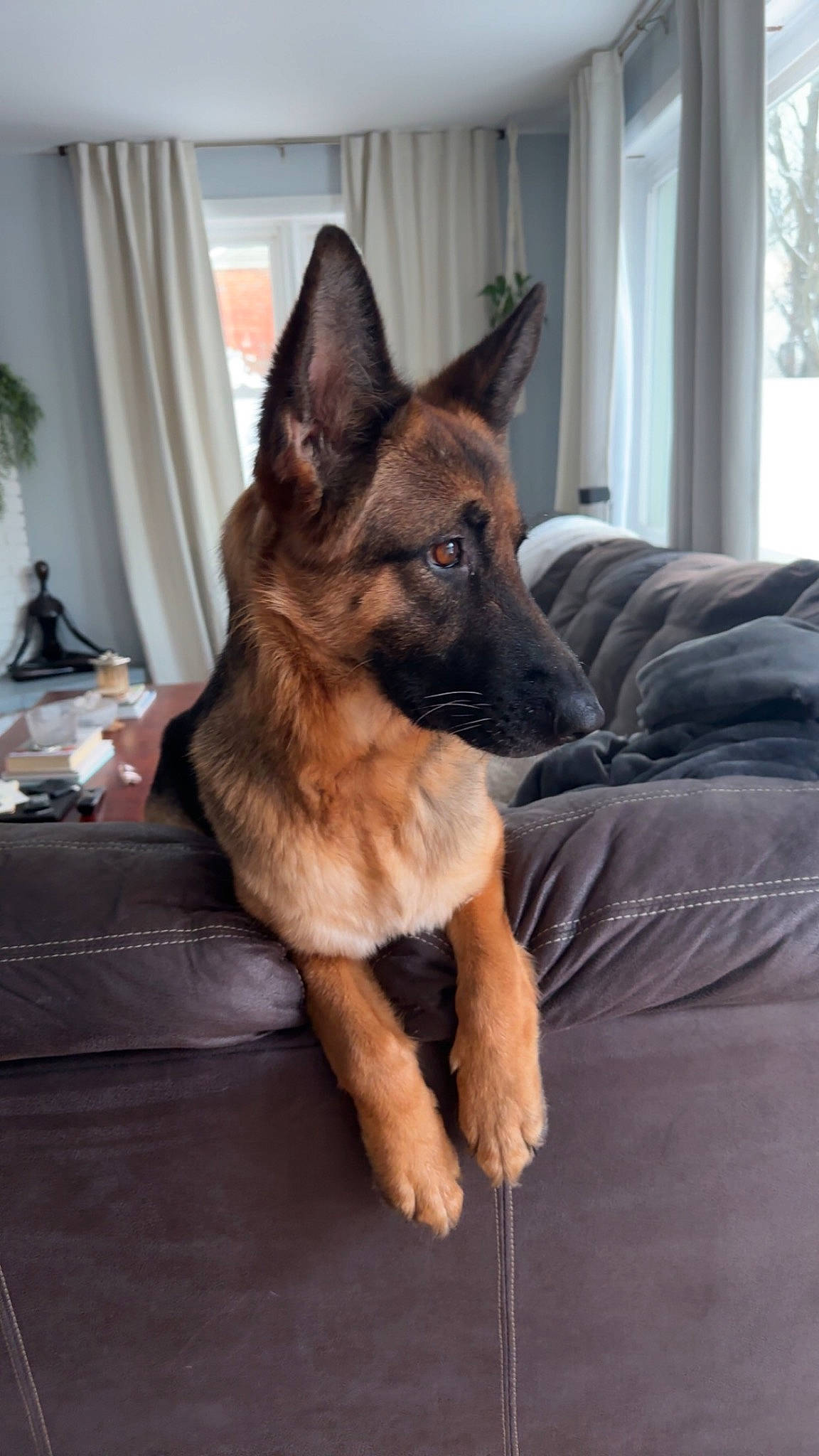Remi is registered to the contest to win money with this photo: canidae, carnivore, comfort, companion_dog, curtain, dog, dog_breed, fawn, fur, german_shepherd_dog, herding_dog, houseplant, king_shepherd, old_german_shepherd_dog, plant, snout, sporting_group, tree, window, working_animal