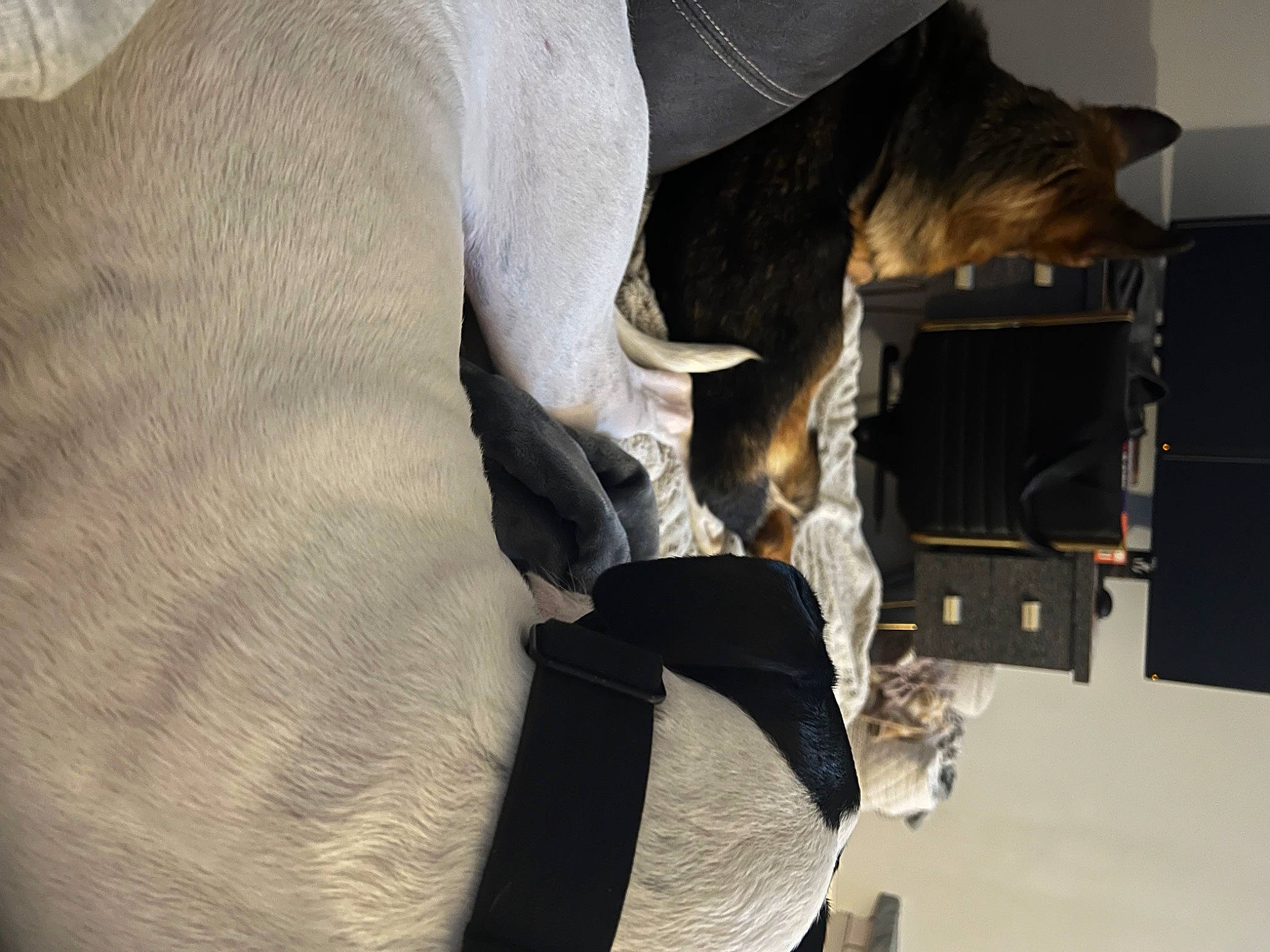 Asher is registered to the contest to win money with this photo: audio_equipment, bag, comfort, fashion_accessory, felidae, flooring, fur, grey, guard_dog, human_leg, knee, leather, linens, room, sleeve, tail, wood