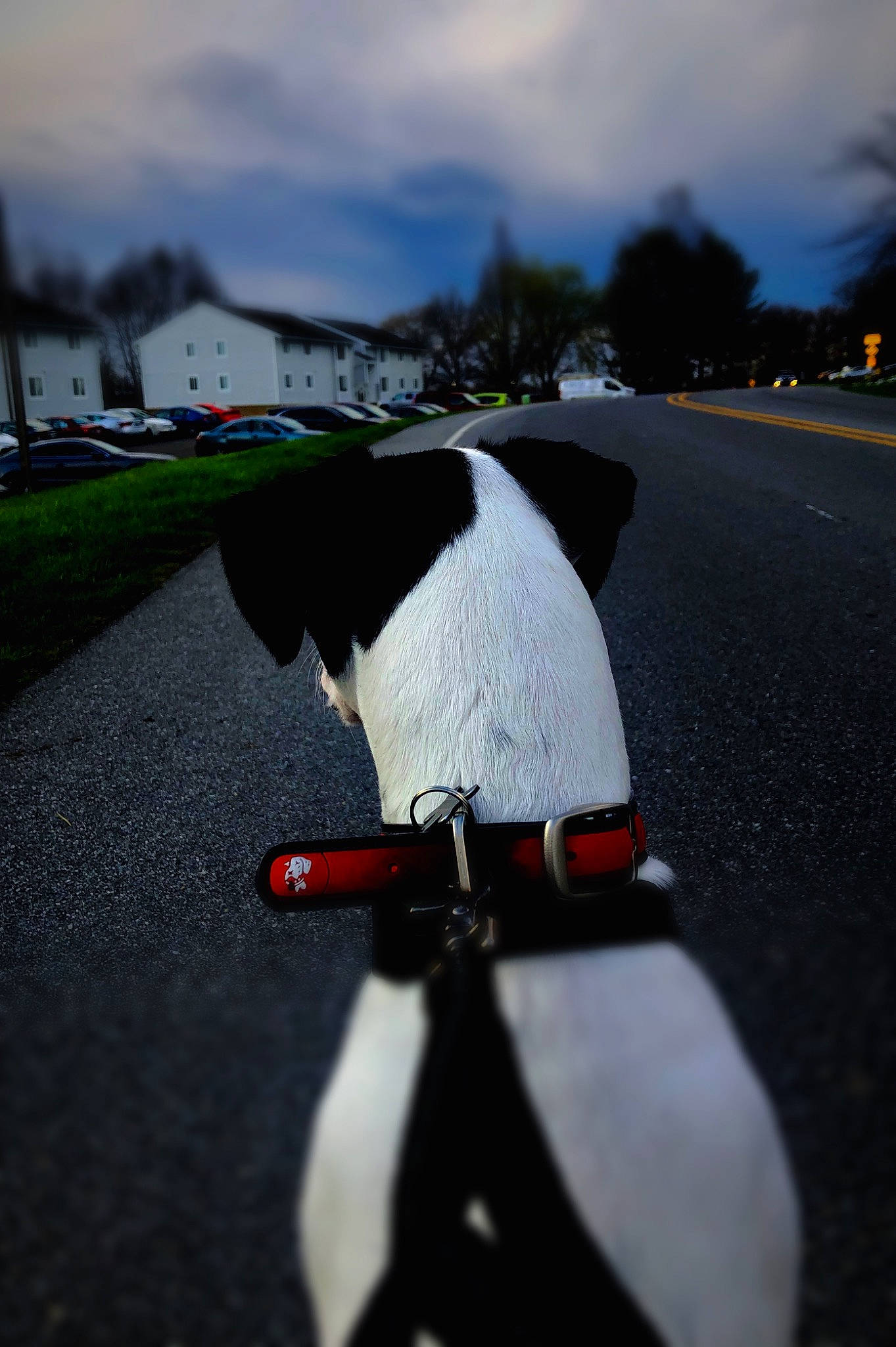 Asher is registered to the contest to win money with this photo: asphalt, bicycle, canidae, cloud, photography, road, sky, sporting_group, tail, vehicle