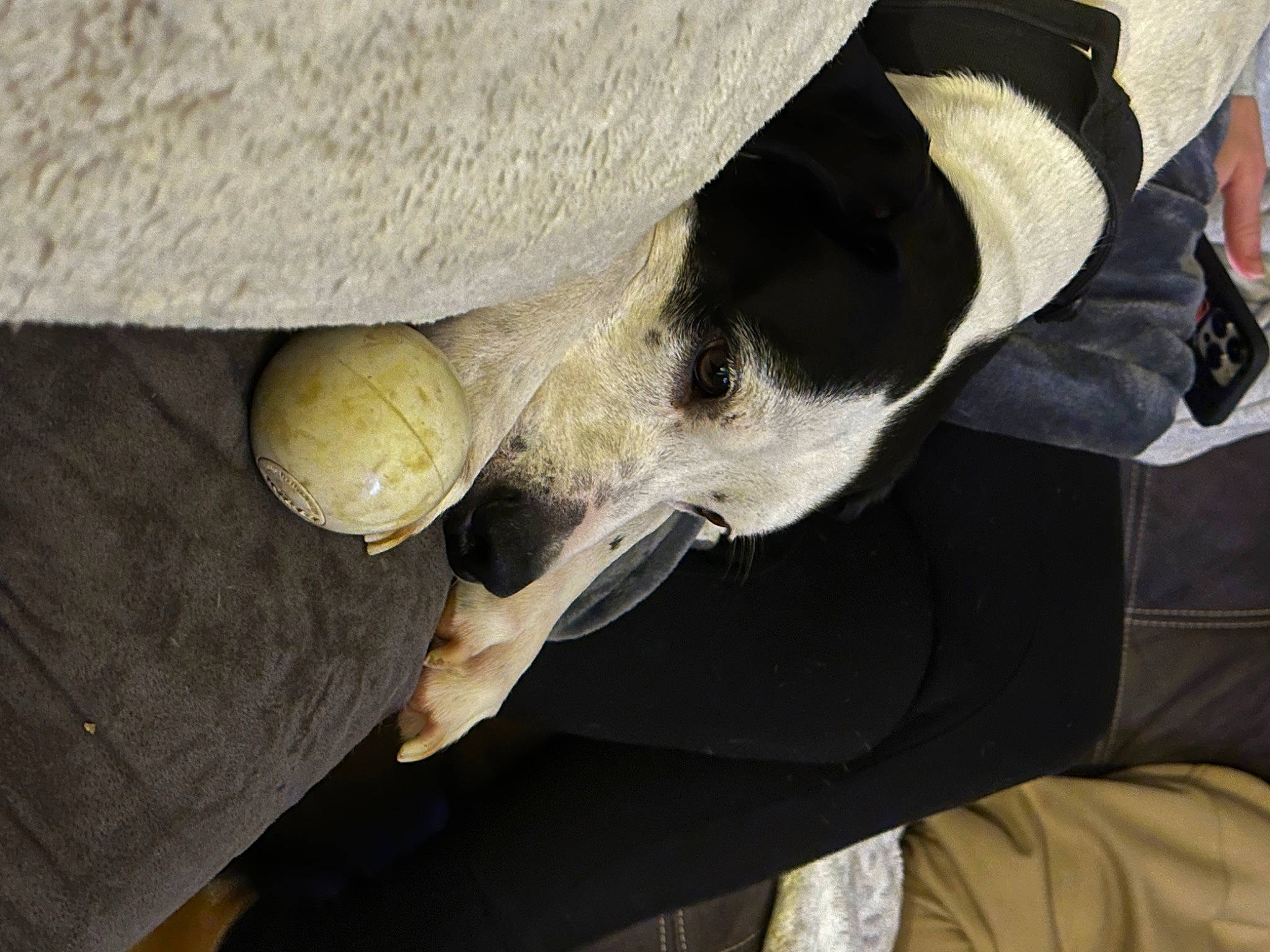 Asher joined the competition — help win amazing prizes! bone, carnivore, comfort, companion_dog, dog, dog_breed, human_leg, jaw, snout, sporting_group, wood, working_animal