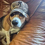 Oggy participe au concours pour gagner de l'argent avec cette photo : animal, beagle, black, brown, camo, closeup, couch, cute, dog, ears, face, hat, indoor, leather, paw, pet, portrait, relaxed, sitting, white