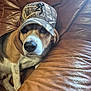 animal, beagle, black, brown, camo, closeup, couch, cute, dog, ears, face, hat, indoor, leather, paw, pet, portrait, relaxed, sitting, white