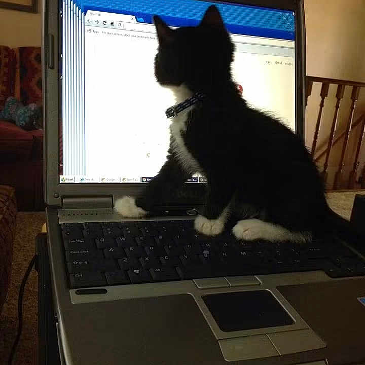 Ziggy Marley joined the competition — help win amazing prizes! animal, black_and_white, carnivore, cat, computer, cozy, curious, electronics, furniture, home, indoor, keyboard, kitten, laptop, paw, pet, screen, technology, windows, young