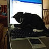 Ziggy Marley is registered to the contest to win money with this photo: animal, black_and_white, cat, computer, couch, curious, electronics, feline, glitch, household, indoor, keyboard, kitten, laptop, paw, pet, playful, room, screen, technology