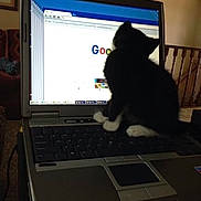Ziggy Marley is registered to the contest to win money with this photo: black_and_white, browser, cat, computer, couch, cozy, curious, digital, furniture, google, home, indoor, keyboard, kitten, laptop, pet, screen, tab, technology, wooden_railing