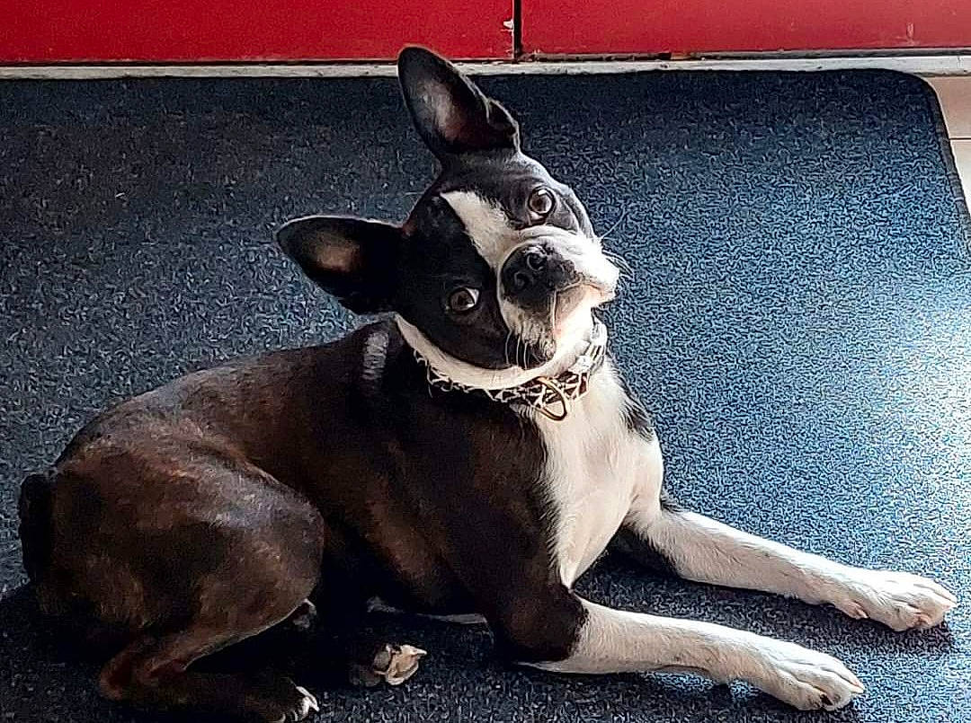 Singer participe au concours pour gagner de l'argent avec cette photo : boston_terrier, carnivore, collar, comfort, companion_dog, dog, dog_breed, dog_collar, ear, eye, fawn, head, metal, paw, snout, sporting_group, tail, toy_dog, whiskers, working_animal