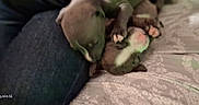 Pixie Baby is registered to the contest to win money with this photo: puppy, dog, playing, blanket, bed, cute, animal, domestic_animal, fur, pet, paws, resting, indoor, young, sleeping, cozy, snuggling, texture, pattern, comfort
