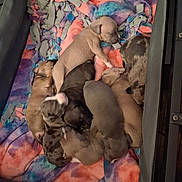Pixie Baby is registered to the contest to win money with this photo: animal, blanket, colorful, cozy, cute, dog, enclosure, fleece, indoors, multiple, newborn, pet, pile, puppy, rest, sleeping, snuggle, soft, tie_dye, young