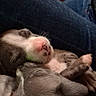 puppy, dog, sleeping, snuggling, lap, jeans, indoor, cozy, cute, pet, animal, fur, small, young, resting, domestic, companion, closeup, two, brown
