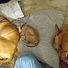 animal, bed, blanket, brown_dog, canine, close_up, cozy, dog, domestic_animal, furry, indoor, nap, pet, pillow, puppy, relaxation, resting, sleeping, striped_pillow, three_dogs