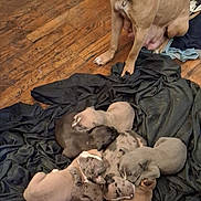 Mini-me is registered to the contest to win money with this photo: animal, black_blanket, blanket, brown_dog, collar, cute, dog, domestic_animal, fan, floor, furniture, home, indoor, mammal, pets, pile, puppies, resting, sleeping, wooden_floor