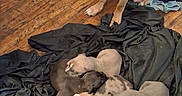 Mini-me is registered to the contest to win money with this photo: animal, black_blanket, blanket, brown_dog, canine, collar, cute, dog, domestic, family, flooring, indoor, mammal, mother_dog, pet, pile, puppies, resting, sleeping_puppies, wooden_floor