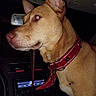animal, canine, car_interior, close_up, dashboard, dog, ear, flash, leash, night, pet, rearview_mirror, red_collar, reflection, seat, snout, tan_dog, vehicle, whiskers, window