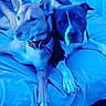 animal, bed, blanket, blue_light, canine, casual, collar, comfort, companionship, curtains, dog, domestic_animal, furniture, human_arm, indoor, person, pet, relaxing, resting, two_animals