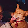 Wolfie is registered to the contest to win money with this photo: animal, brown, canine, closeup, collar, companion, dark, dog, ears, friendship, happy, human, indoor, muzzle, night, person, pet, portrait, relaxation, tongue_out