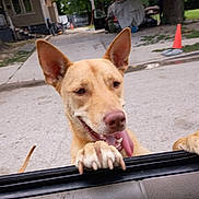 Wolfie is registered to the contest to win money with this photo: animal, canine, car_door, close_up, daylight, dog, ears, excited, happy, outdoor, pet, playful, sidewalk, street, suburban, tan_dog, tongue_out, traffic_cone, trash_bin, trees