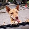 animal, canine, car_door, close_up, daylight, dog, ears, excited, happy, outdoor, pet, playful, sidewalk, street, suburban, tan_dog, tongue_out, traffic_cone, trash_bin, trees