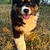 Buddy