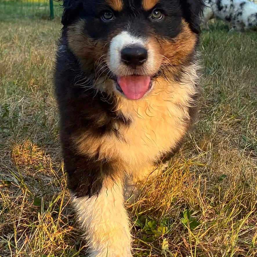 Buddy