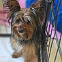 dog, pet, cute, fur, ears, metal_gate, indoors, blurred_background, animal, canine, face, portrait, curious, brown_fur, black_fur, small_dog, companion, friendly, looking, adorable