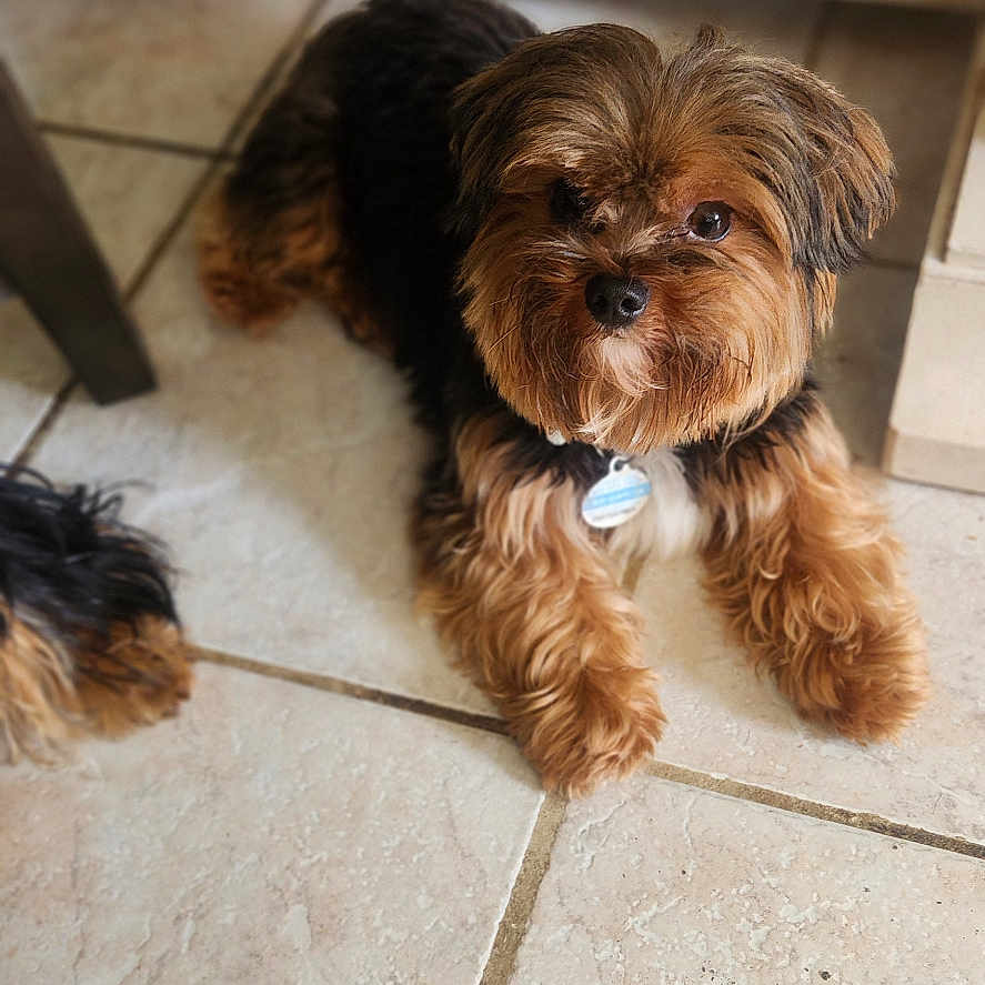 Teddy is registered to the contest to win money with this photo: animal, bench, black_fur, brown_fur, canine, companion, curious, cute, dog, domestic, floor, fur, household, indoor, looking_at_camera, lying_down, pet, small_dog, table_leg, tile_floor