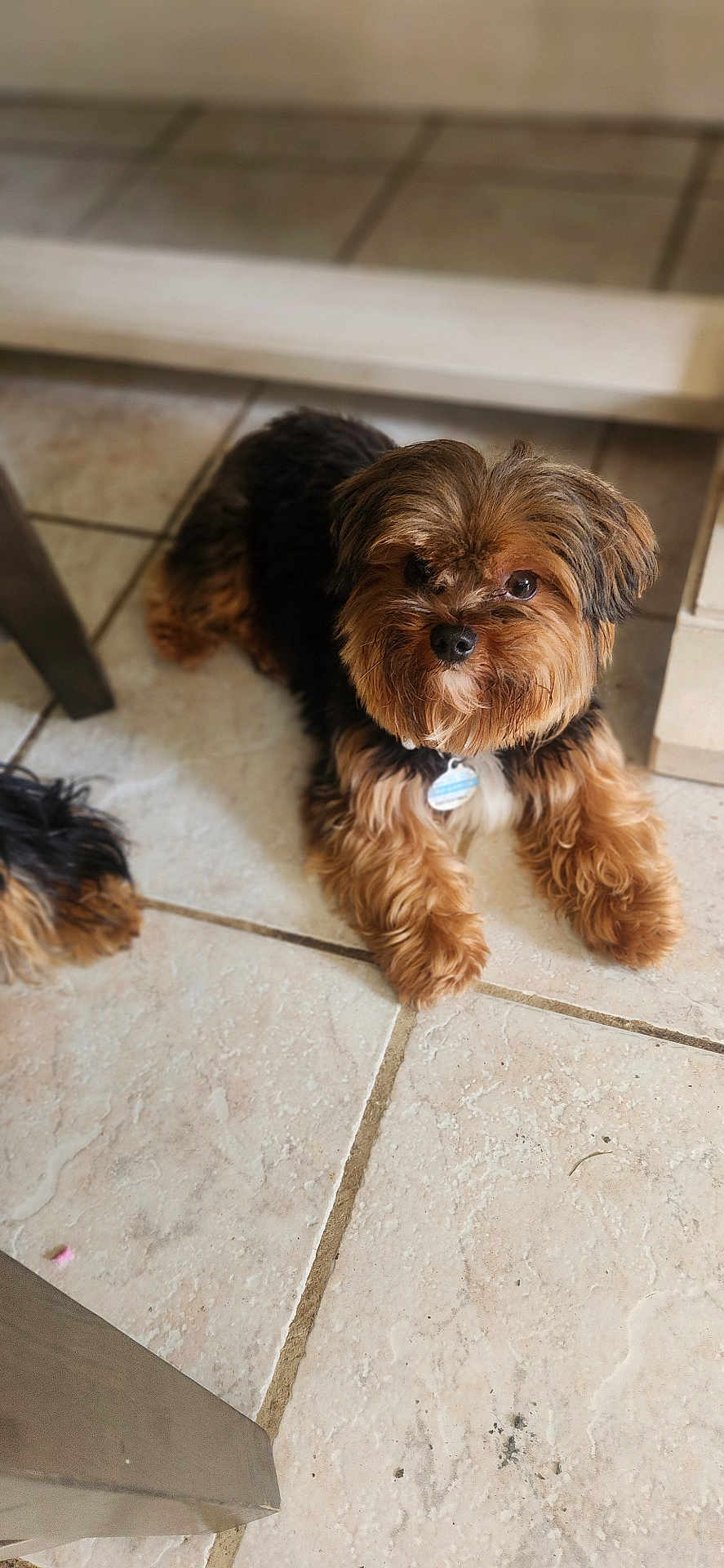 Teddy