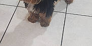 Teddy is registered to the contest to win money with this photo: dog, small_dog, brown_fur, black_fur, pet, indoor, tile_floor, curious, looking_up, fur, animal, canine, companion, domestic, floor_tiles, toes, painted_nails, shadow, cute, standing