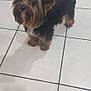 dog, small_dog, brown_fur, black_fur, pet, indoor, tile_floor, curious, looking_up, fur, animal, canine, companion, domestic, floor_tiles, toes, painted_nails, shadow, cute, standing